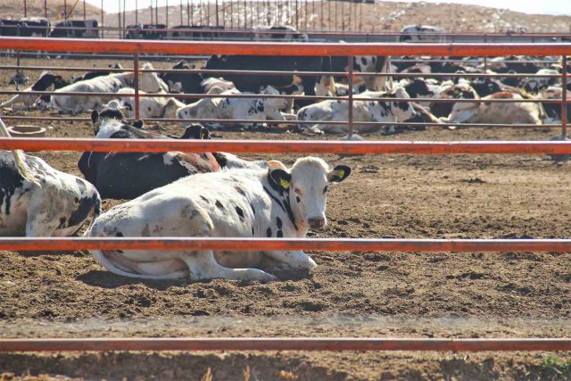 Vacas, Establos, Ganaderos.