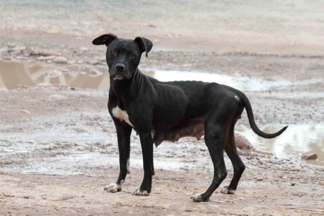 Aguascalientes PROESPA Denuncia Penal Maltrato Animal