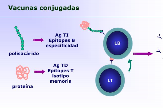 Soberana 02 vacuna conjunta 