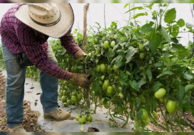 México y EE.UU. alcanzan acuerdo sobre el comercio del tomate mexicano