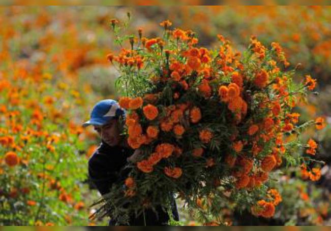 México dice tener garantizado abastecimiento de flores para el Día de  Muertos 