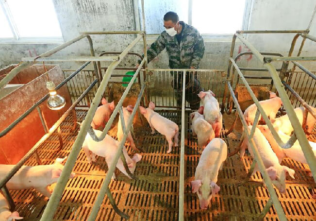En China alertan de nueva gripe porcina que podría seguir los pasos del COVID