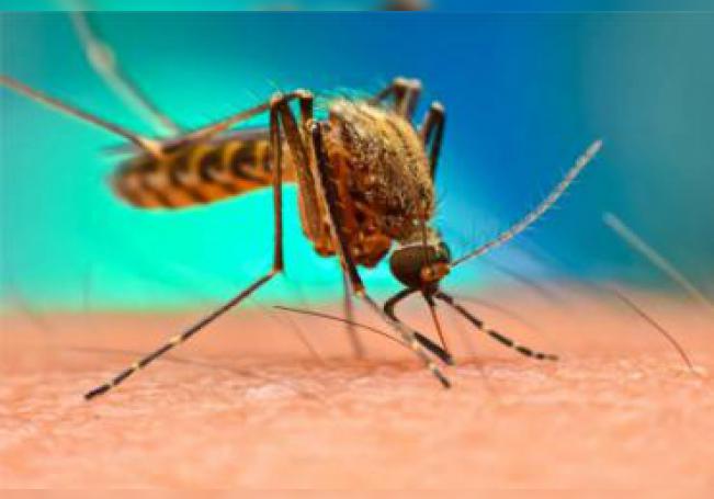 Por casos de dengue en Jalisco prenden aquí las alertas