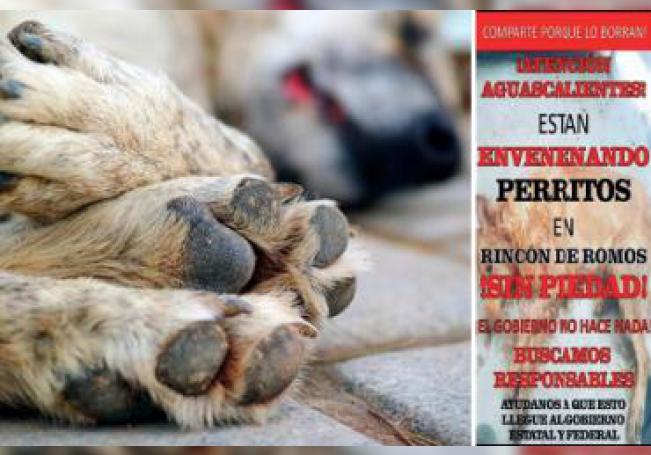 Envenenan a 15 perros en menos de una semana en Rincón de Romos