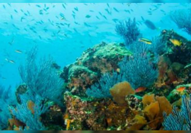 Encuentran cinco nuevos arrecifes en el Golfo de México