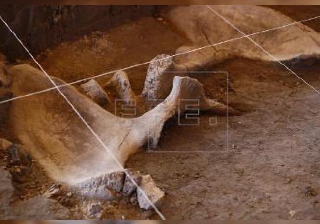 Ese municipio ya tiene experiencia en exploraciones arqueológicas relacionadas con los mamuts
