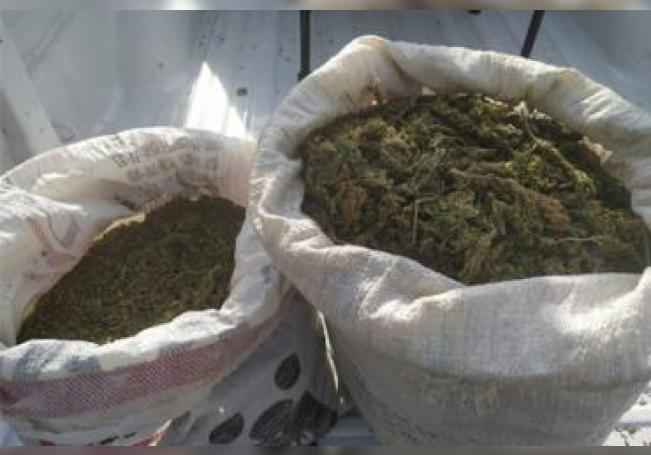 Aseguran 12 kilogramos de marihuana en Calvillo