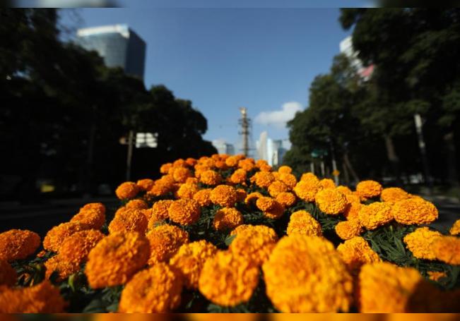 Tradición y color inundan Ciudad de México con miles de flores de  cempasúchil 
