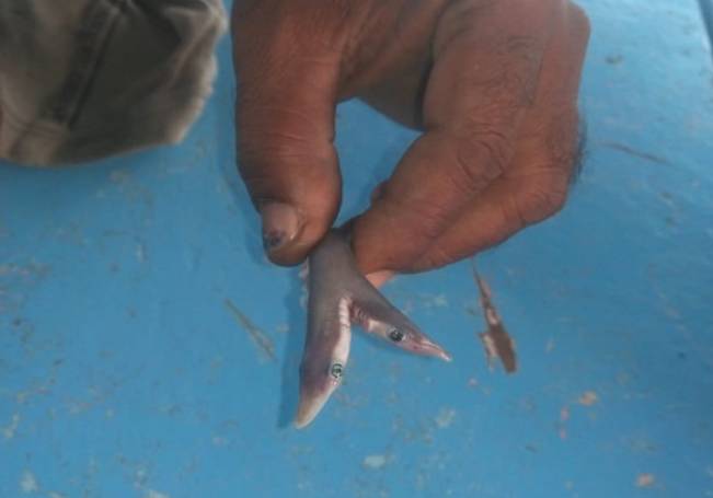 Encuentran raro tiburón bebé de dos cabezas en India