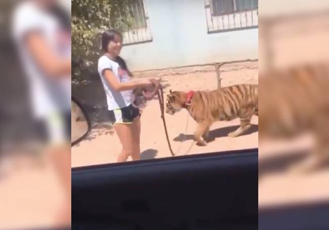 Viral: Niña pasea como si nada un tigre con correa en Sinaloa