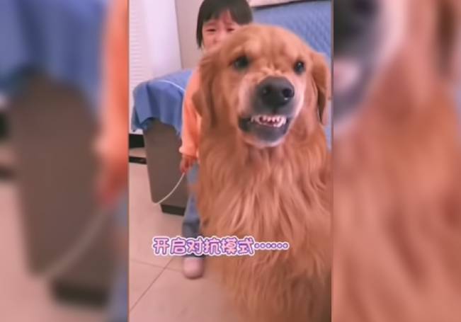 Video: perro protege con uñas y dientes a niña que era regañada por su madre