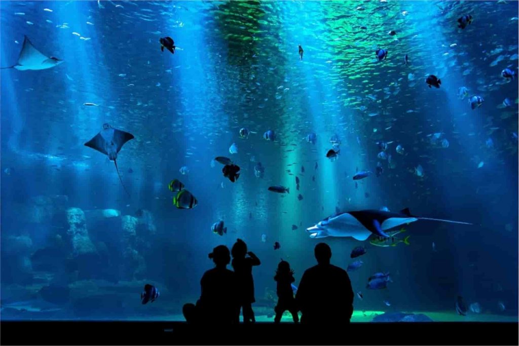 Mazatlán estrenará el acuario más grande de América Latina