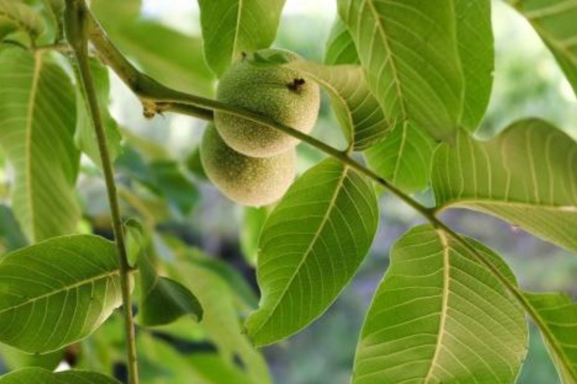 Beneficios del té de hojas de guayaba