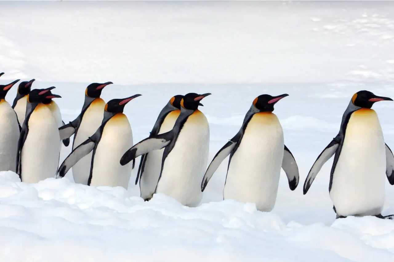 Pinguinos-1280x853.jpg