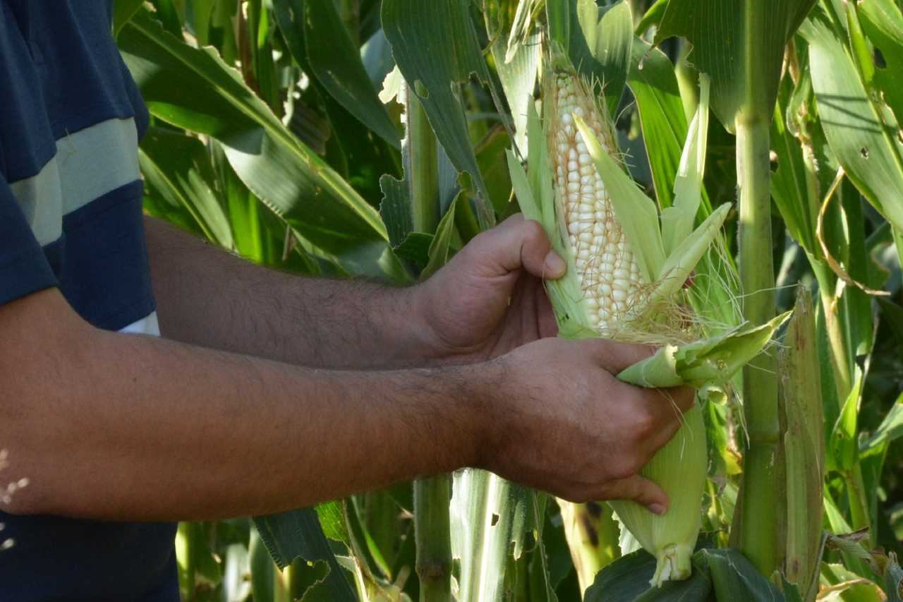 productores maíz fertilizantes