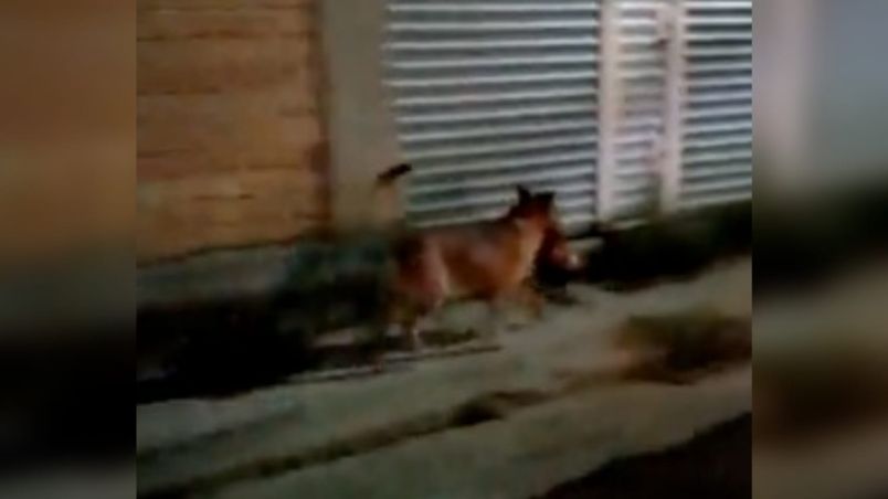 Captan a perro paseando con una cabeza humana en Zacatecas