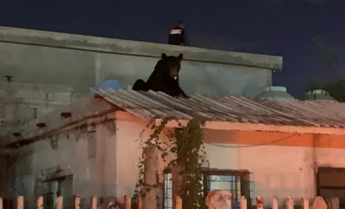 En Frontera, Coahuila capturan a oso que se encontraba en el techo de una casa