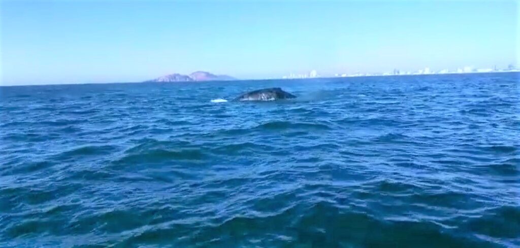 Una ballena quedó atrapada entre redes de pesca en Mazatlán
