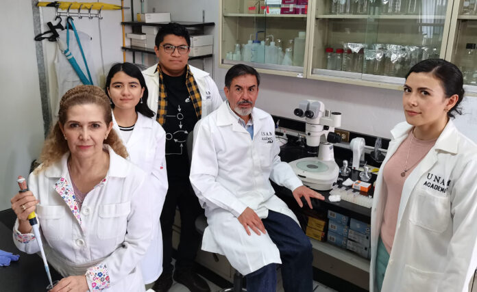Descubren en la UNAM molécula que combatiría a la obesidad