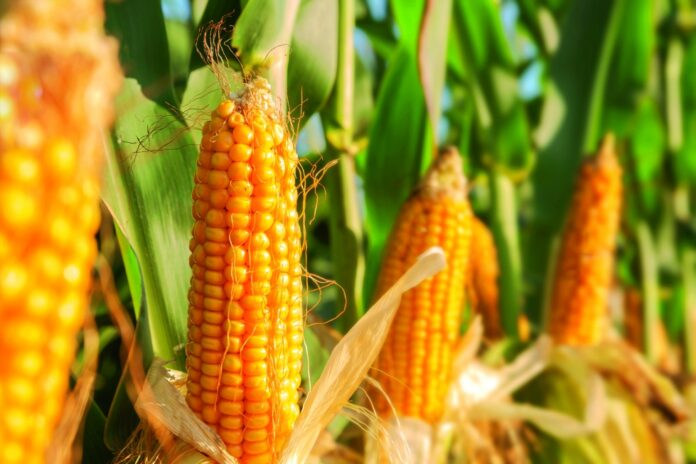 EU recurriría al T-MEC ante propuesta de México para maíz transgénico