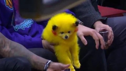 Aficionado llevó un perro pintado como Pikachú a la NBA