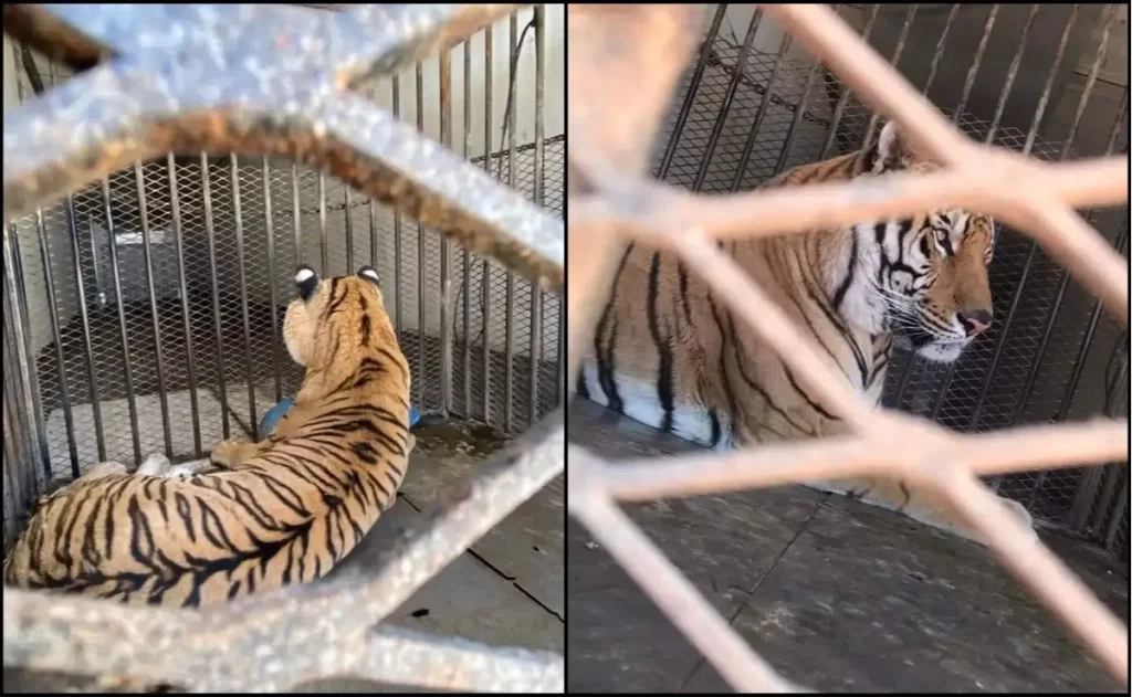 Aseguran un tigre de bengala en garita de Sonoyta, Sonora