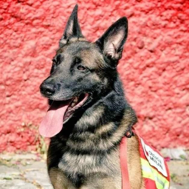 ‘Proteo’, héroe canino que murió en sus labores de rescate en Turquía