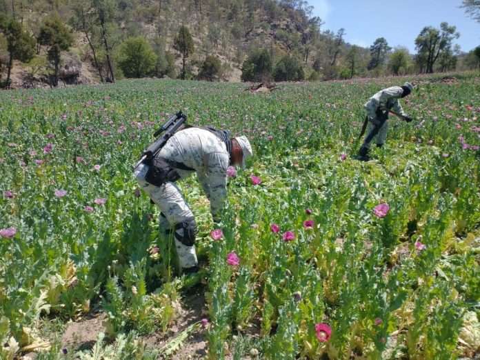 Guardia Nacional localiza y destruye 6 plantíos de amapola en Durango