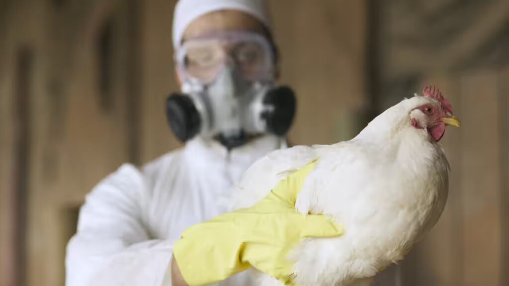 “Gripe aviar no es riesgo sanitario”: Rubén Galaviz