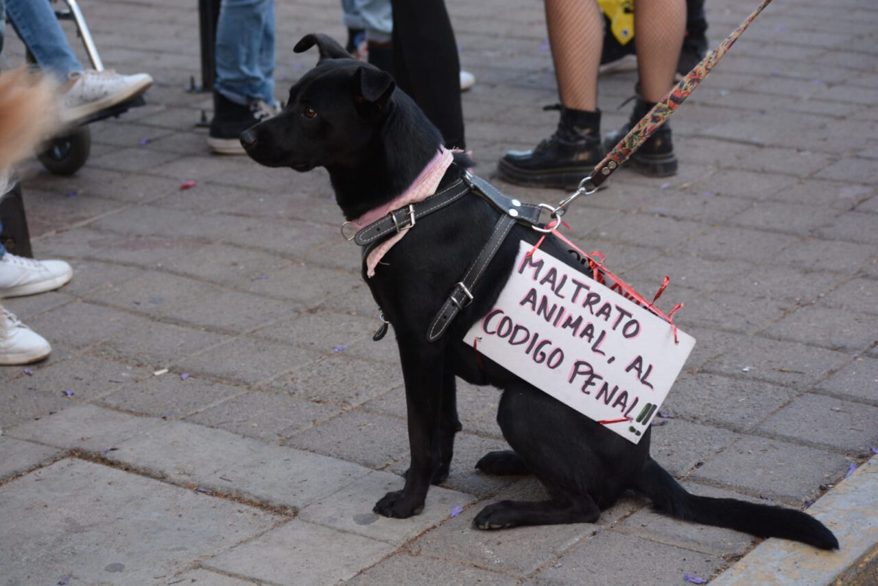 protesta animales 1