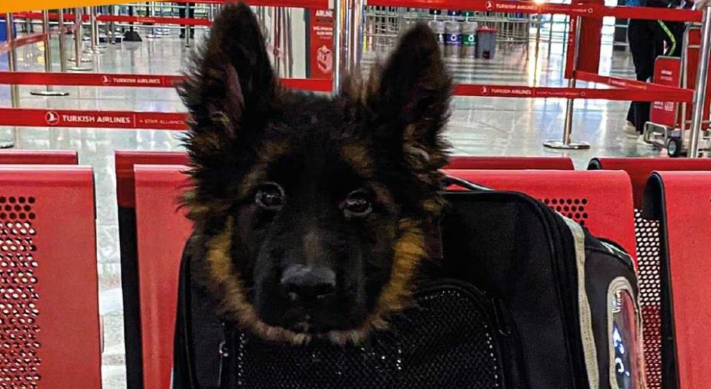 Un cachorro fue donado por el gobierno de Turquía, tras la muerte de Proteo