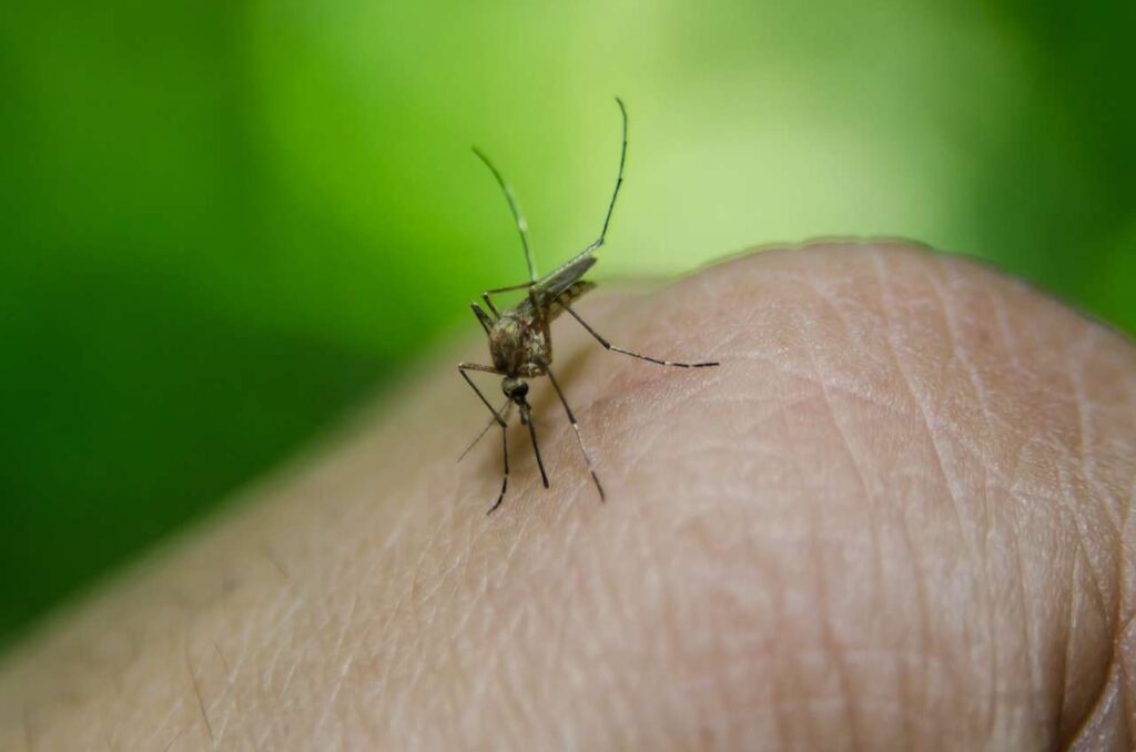 IMSS reporta más casos de dengue