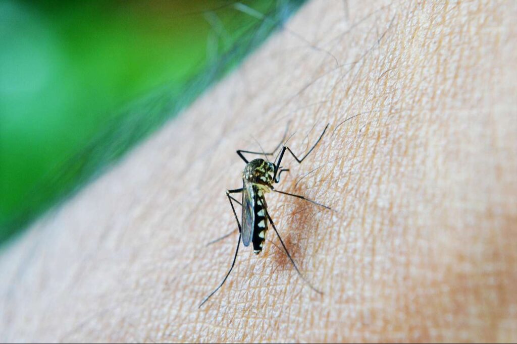 Dengue autóctono enciende focos de alerta