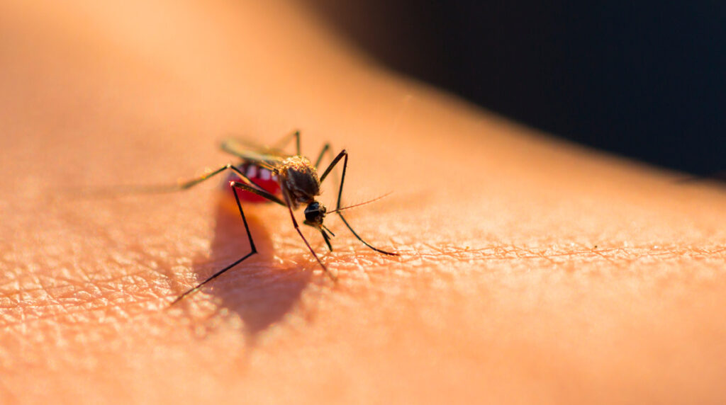 Se supera los 400 casos de dengue