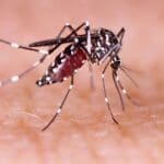 230817165107 aedes aegypti mosquito 1 1