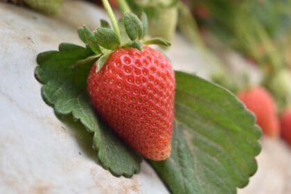 340821646 759404695584752 1042264884935452037 n