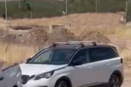 LLAMA ASALTO COLOR scaled e1689716989398