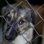 Maltrato Animal II 6 1