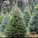 Nuevo proyecto 2022 01 04T175346.379 1 1