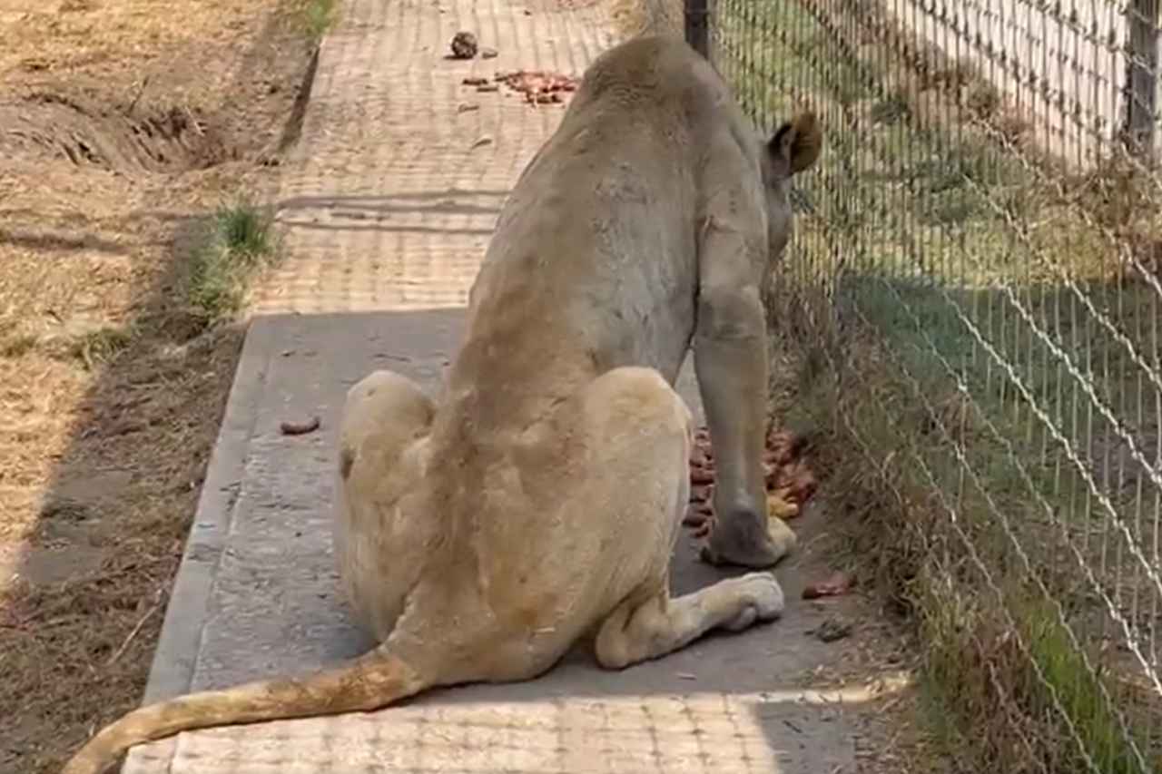 Nuevo proyecto 2022 07 05T104219.610