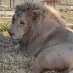 Nuevo proyecto 2022 07 06T150945.169