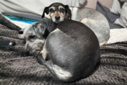 Nuevo proyecto 2022 07 21T132027.560