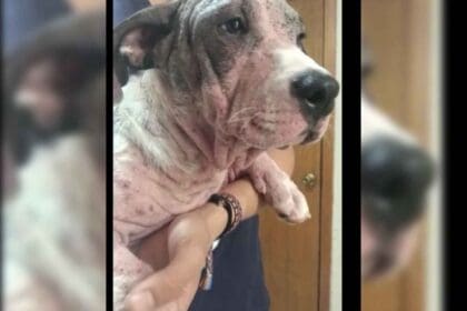 Nuevo proyecto 2022 08 30T163720.736