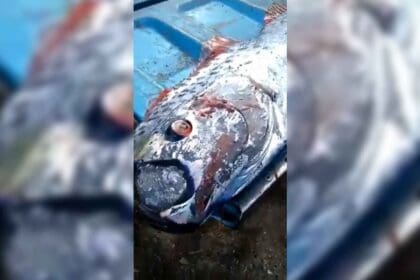 Nuevo proyecto 2022 10 05T145004.350