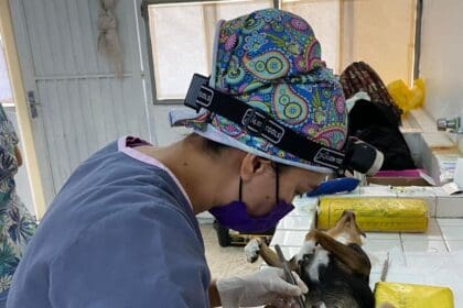 Registro de los animales municipio boletin 3 min