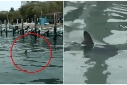 Sin nombre 2022 04 25T144630.927