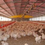 avicultura 2 1 scaled 1