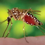 dengue mosquito 1