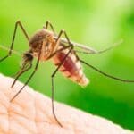 mosquito 1 e1588975331160 1