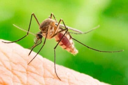 mosquito 1 e1588975331160 1